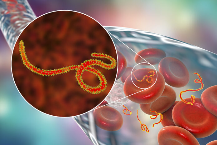 Ebola viruses in blood of a patient with Ebola hemorrhagic fever, 3D illustration